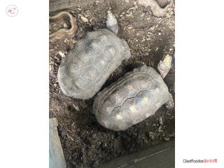 Se venden Tortugas RedFoot Puerto Rico