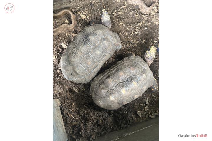Se venden Tortugas RedFoot Puerto Rico