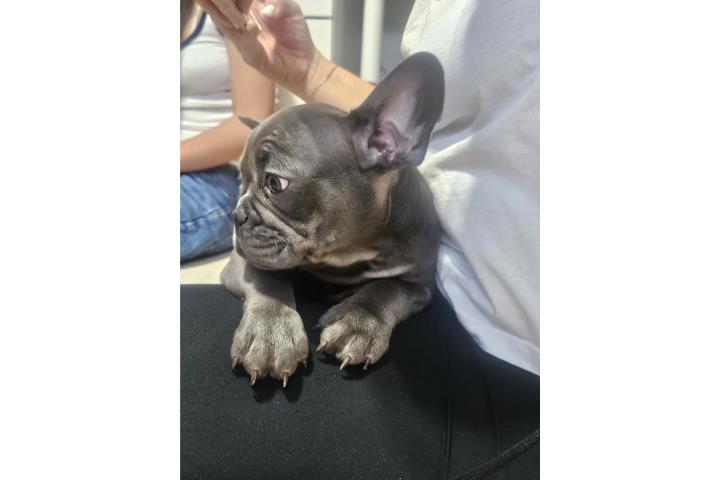 French bulldog  Puerto Rico