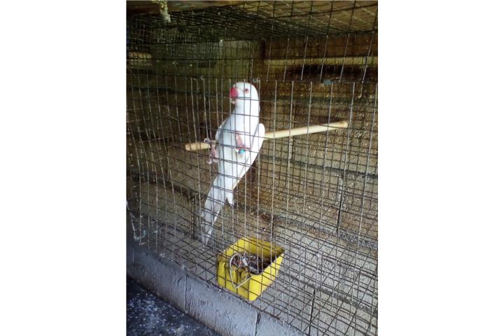 VENDO O CAMBIO RINGNECK ALBINO MACHO ADULTO Puerto Rico