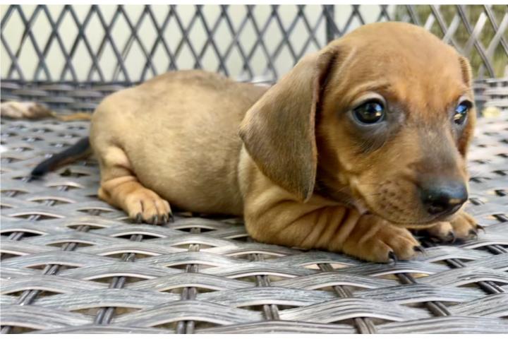 Hermoso Dachshund salchicha  Puerto Rico