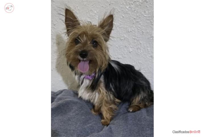 YORKIE TRADICIONAL Puerto Rico