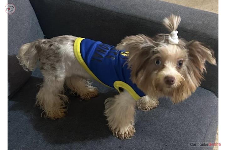 YORKIE MERLE Puerto Rico