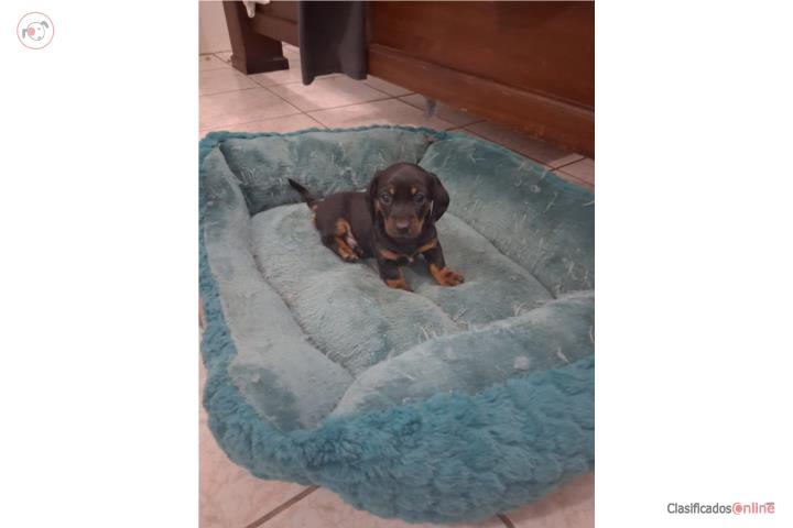 Perro Salchicha  Puerto Rico