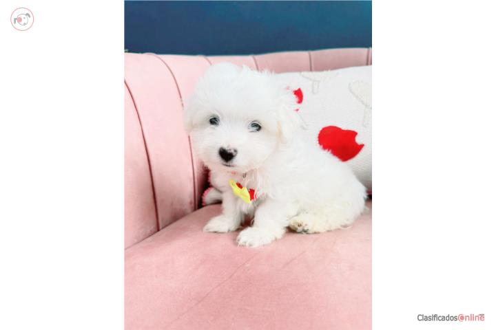 Maltese toy nene Puerto Rico