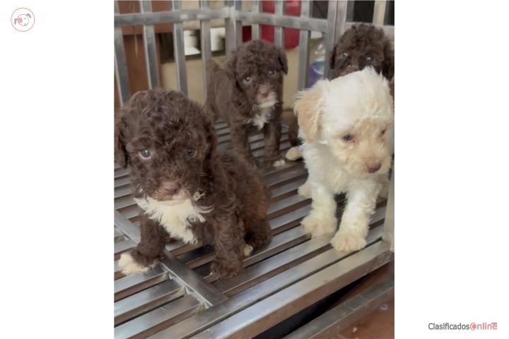 Toy Poodle H y M  Puerto Rico