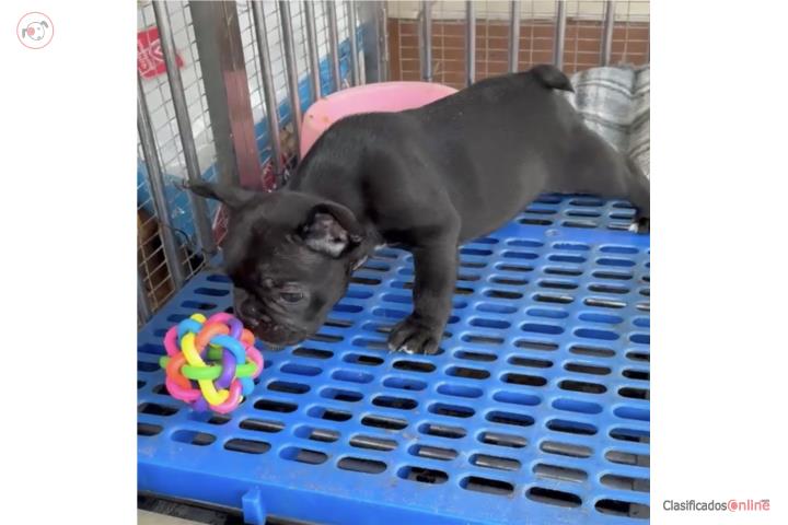 French Bull Dog  Puerto Rico