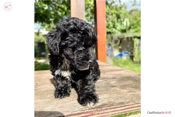 Preciosos Mini Schnoodles  Puerto Rico
