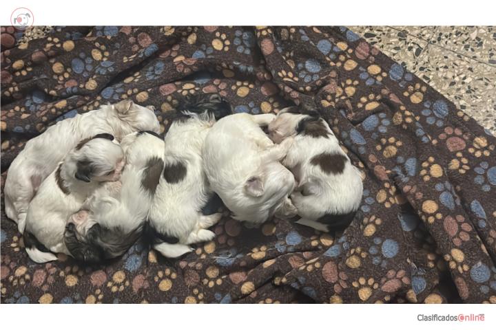 Shihtzu machos Juana Díaz  Puerto Rico