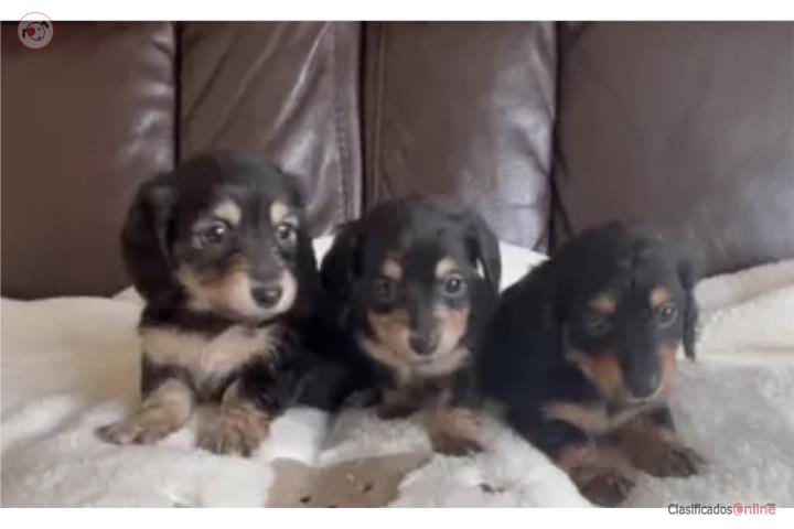 Hermosas perritas dachshunds long hair  Puerto Rico