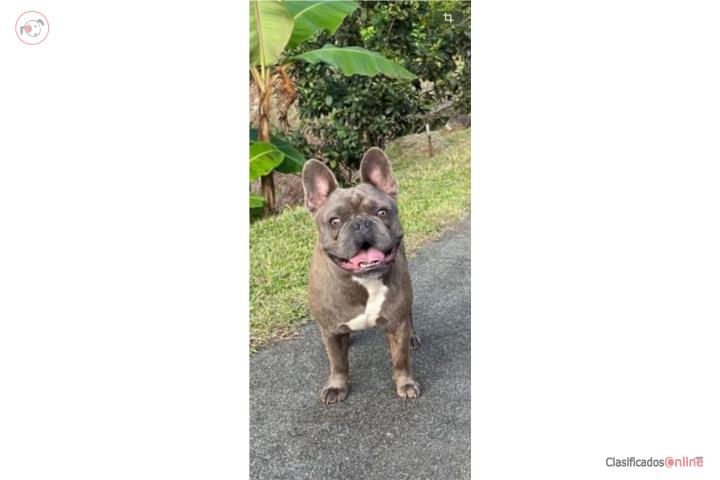 French bulldog  Puerto Rico