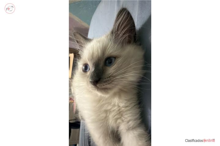 Gatito himalayo gris Puerto Rico