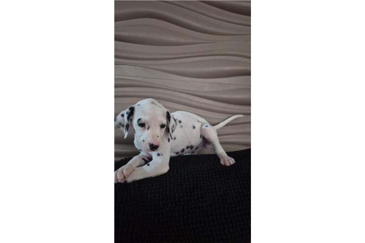 Hermosa Dalmata Puerto Rico