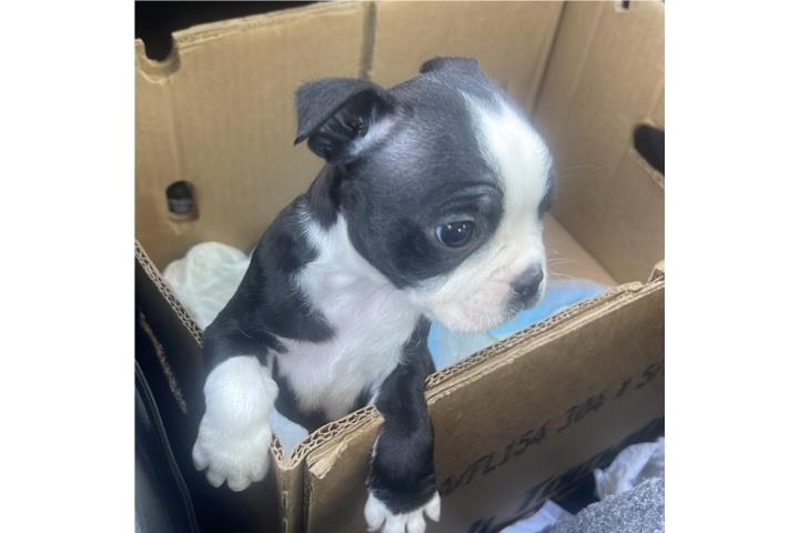 Machos Boston terrier en venta  Puerto Rico
