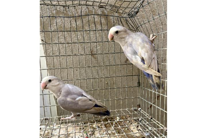 Pareja de lovebird violetas  Puerto Rico