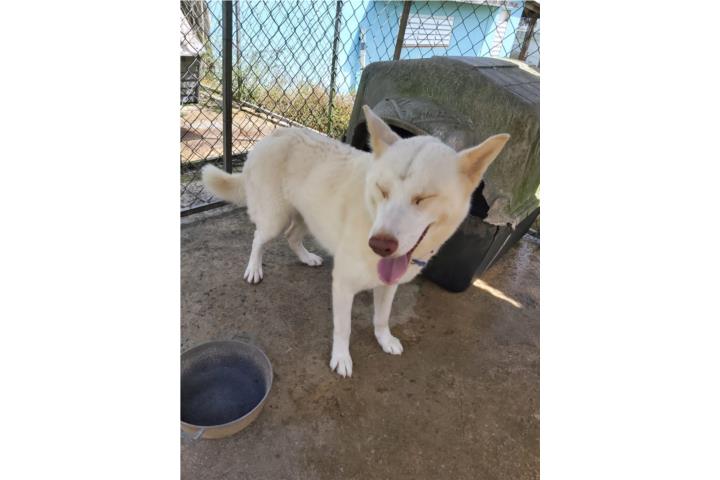Siberian Husky Hembra Adulta  Puerto Rico