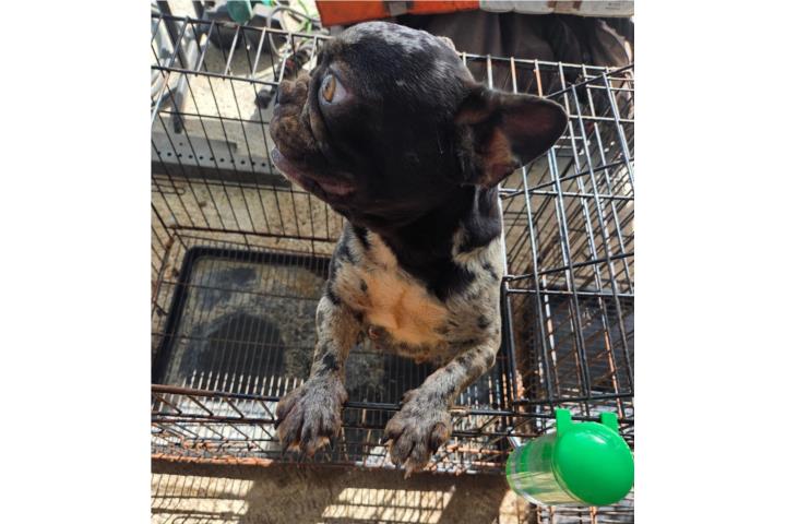 French Bulldog Hembra Adulta  Puerto Rico