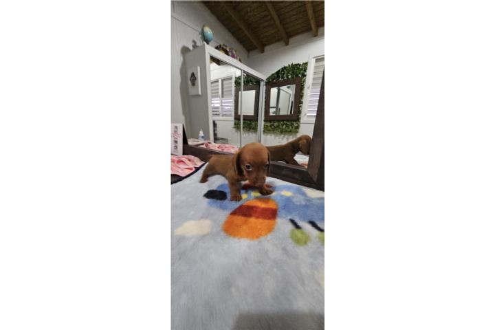 Salchicha mini macho  Puerto Rico