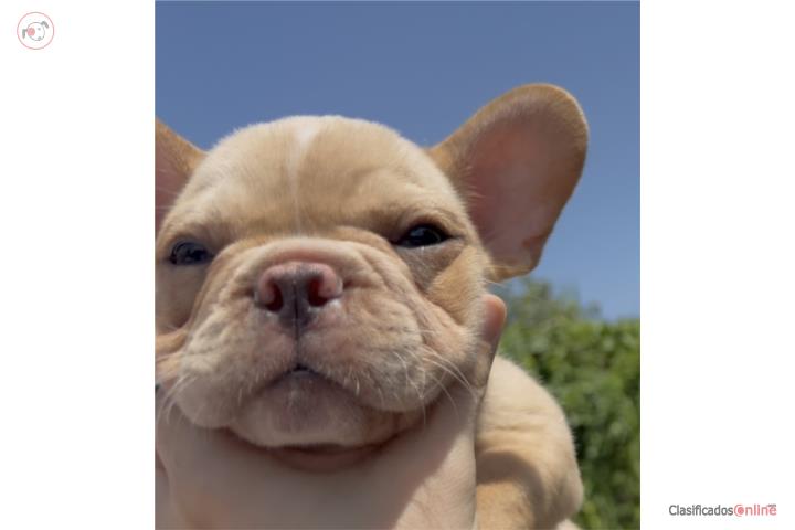 Bulldog Frances Frenchie Macho Puerto Rico