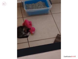 Gatito para adopción