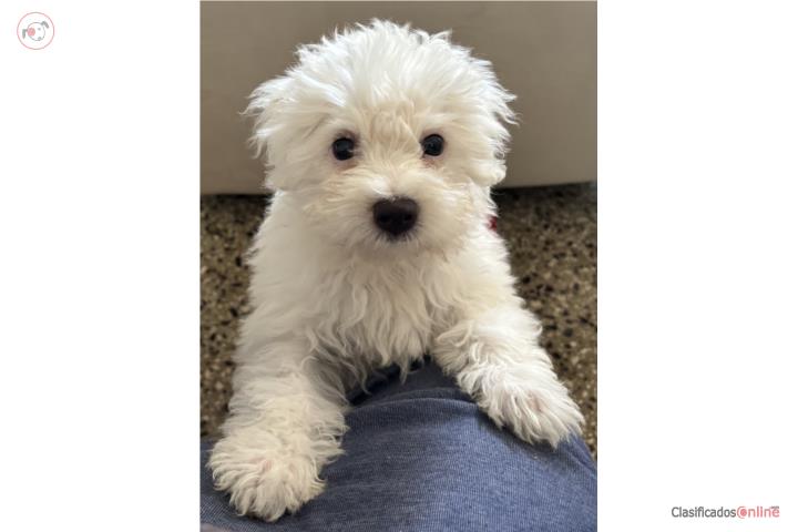 Perrita Pichón Frise blanca $600 Puerto Rico