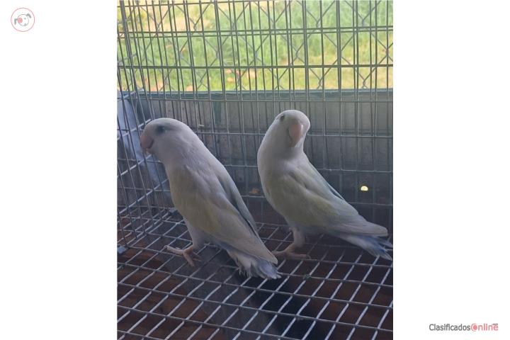Pareja de lovebir ready Puerto Rico