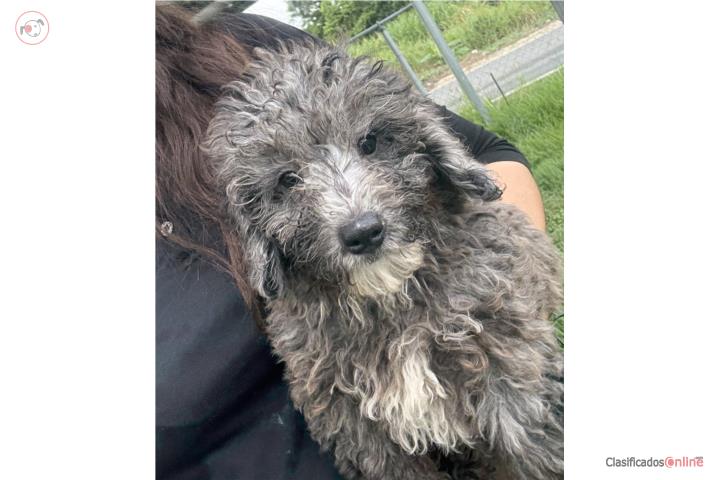 Hembra Gris Bernedoodle papa toy poodle Puerto Rico