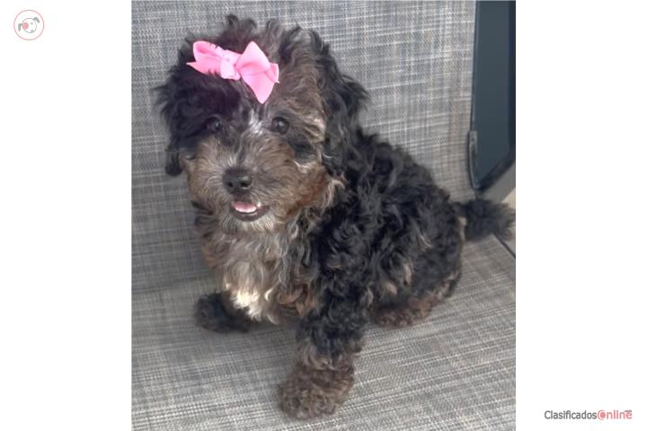Hembra Merle Bernedoodle papa toy poodle Puerto Rico