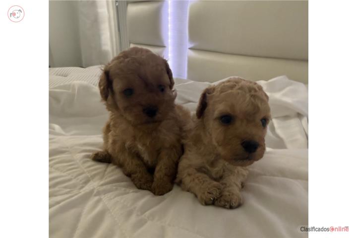 Toy poodles nenes (papeles) Puerto Rico