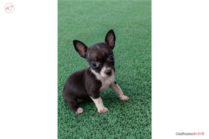 Chihuahua Puerto Rico