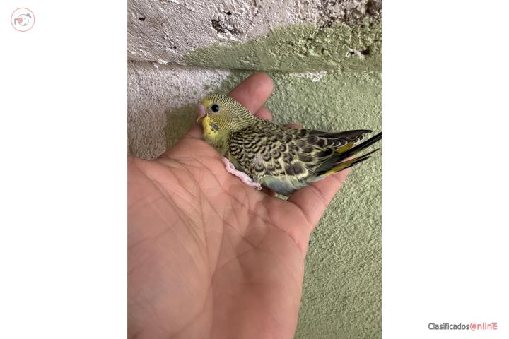 Periquito bebe Puerto Rico