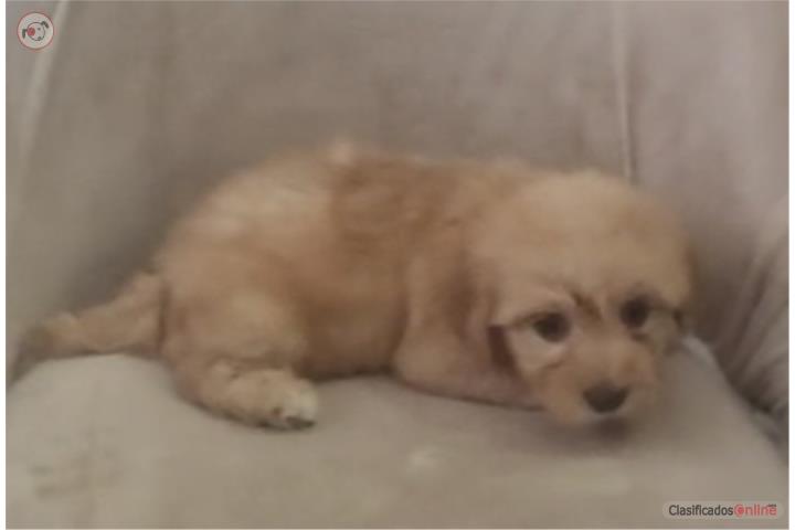Hermoso Poodle Mix macho apricot Puerto Rico