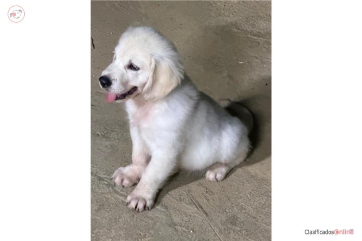 Golden Retriever Puerto Rico