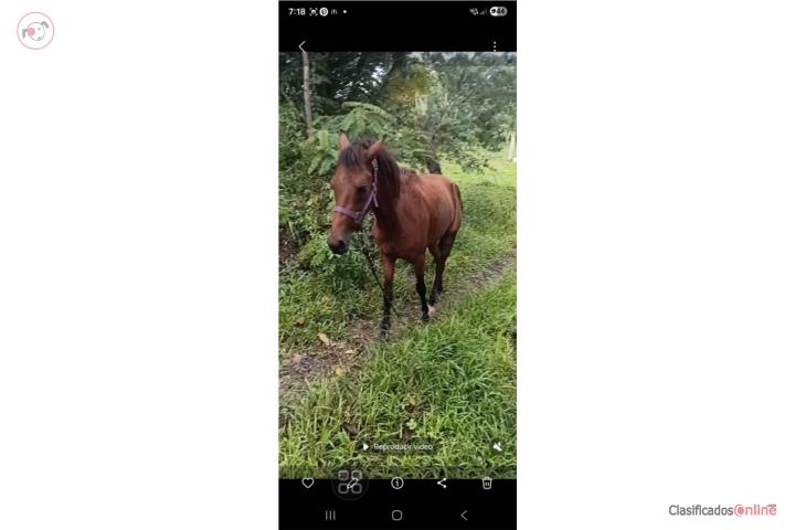 Potranca  de 2 años mansa  Puerto Rico