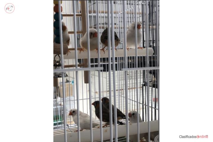 Finches  Puerto Rico