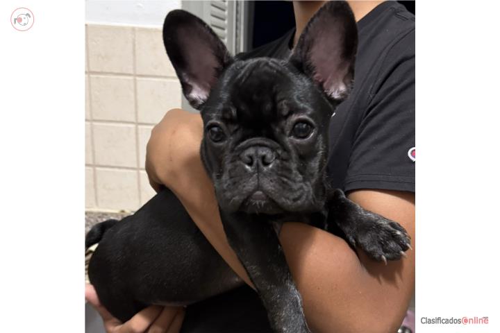 French bulldogs hembra Puerto Rico