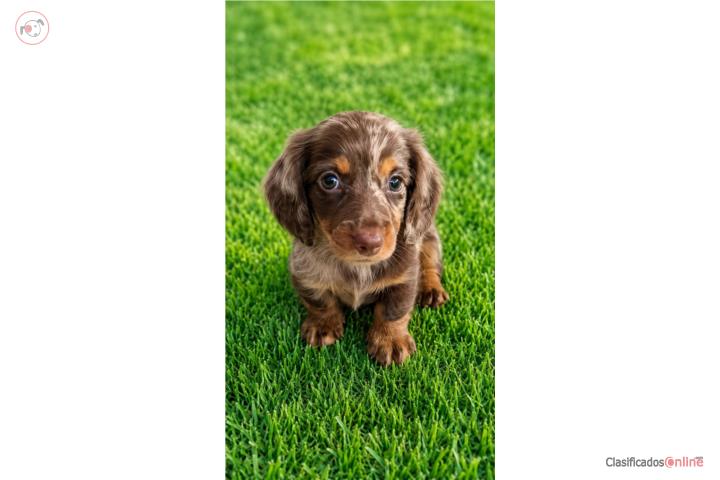 Dachshund long hair nene con papeles Puerto Rico