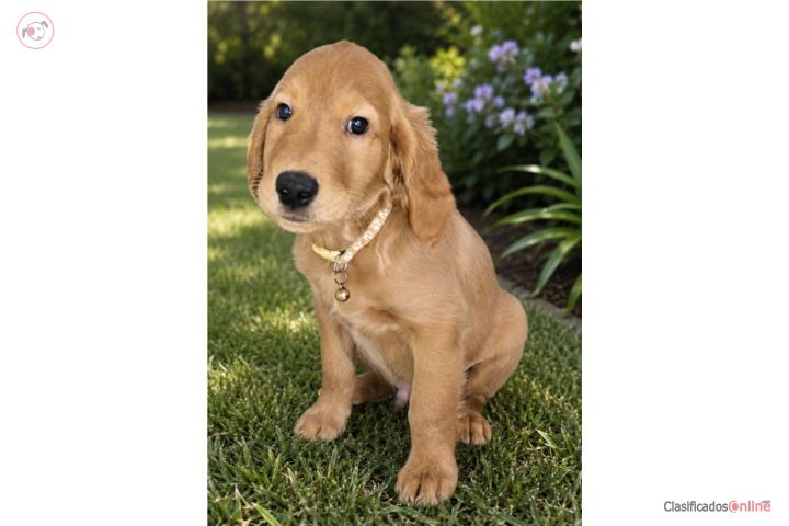 Golden Retriever Cobrizo PURO  Puerto Rico