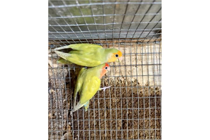 Pareja de Lovebird  Puerto Rico