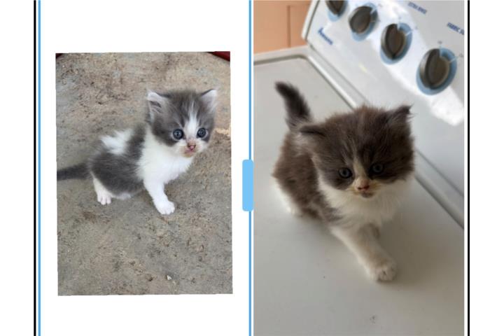 Bellos Gatitos Persa Puerto Rico