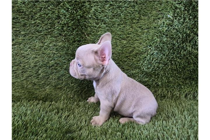 Perros Puerto Rico