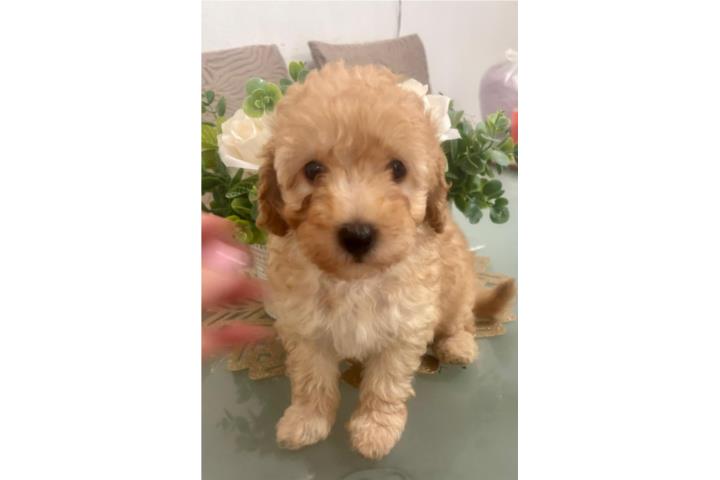 Toy poodle $1000 Puerto Rico