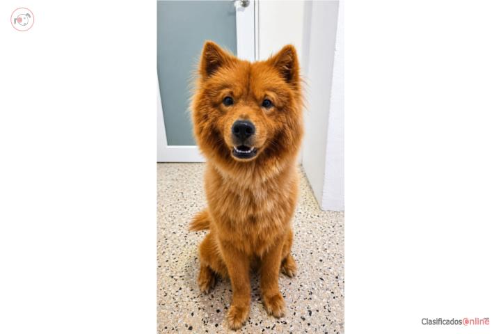 Se regala Chow Chow Puerto Rico