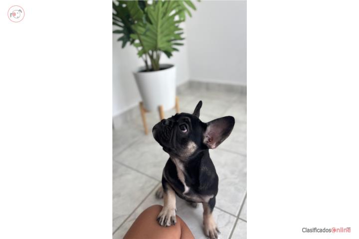 Frenchie bulldog  Puerto Rico