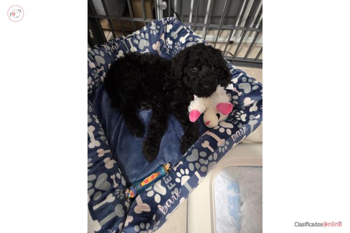 Goldendoodle Hembra  Puerto Rico