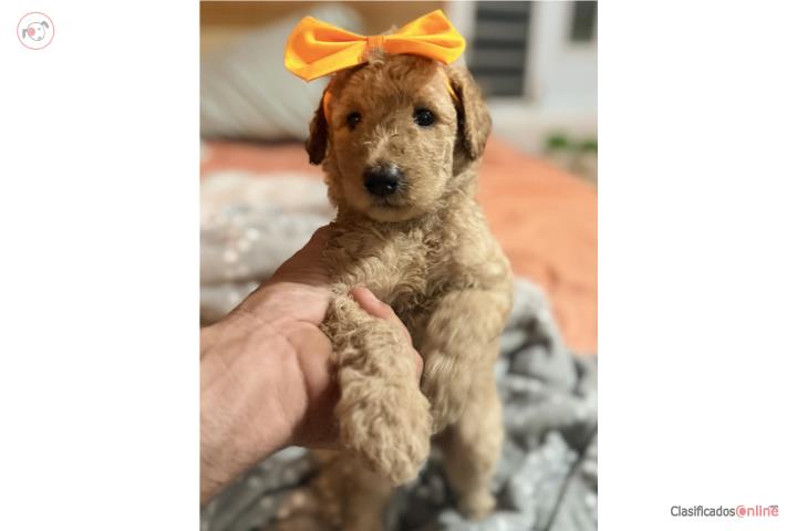 Poodle Standards CKC Puerto Rico