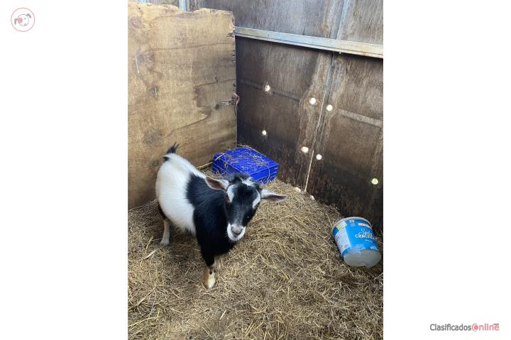 Precioso cabrito enano  Puerto Rico
