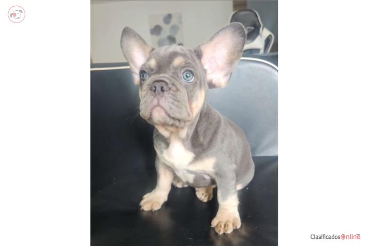 French bulldog  Puerto Rico