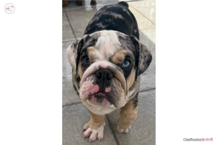 Bulldog ingles  Puerto Rico