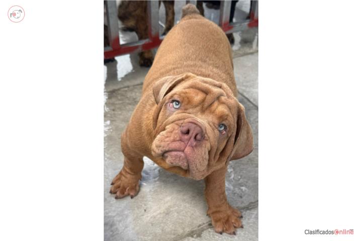 Bulldog ingles  Puerto Rico